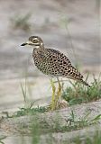 Spotted Thick-knee